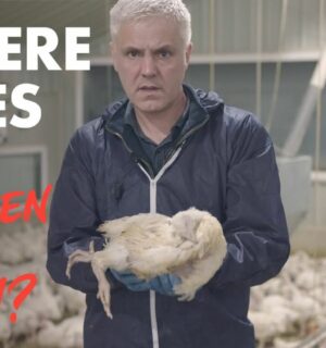 VFC founder holds an injured chicken in a chicken farm