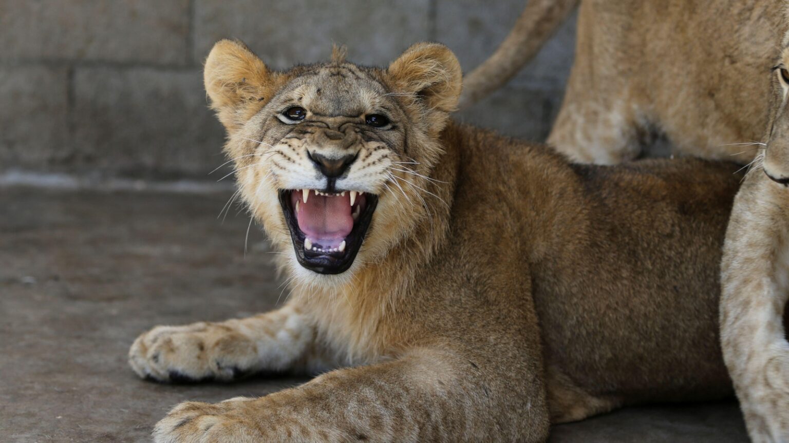 Wild Animals Risk Why Thousands Of ‘Dangerous Wild Animals’ Are Being Kept By Private ...