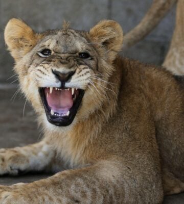 A lion roaring