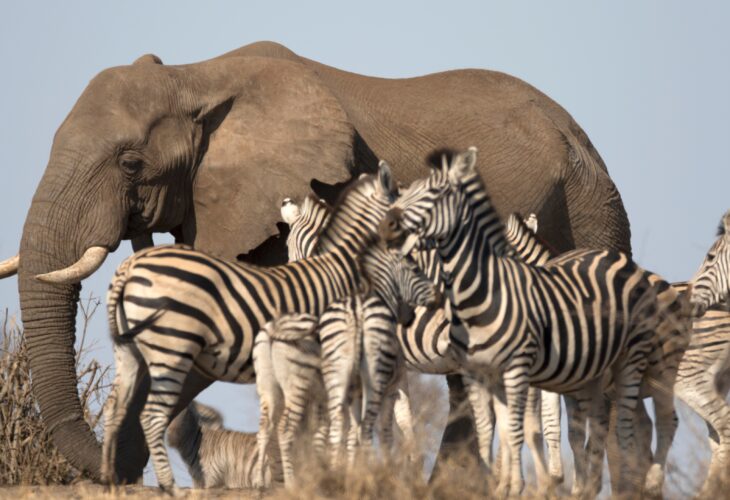 Wild elephants and zebras