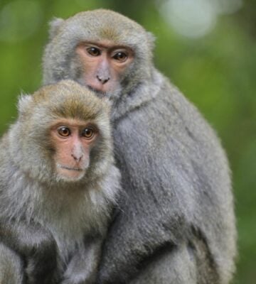 two monkeys