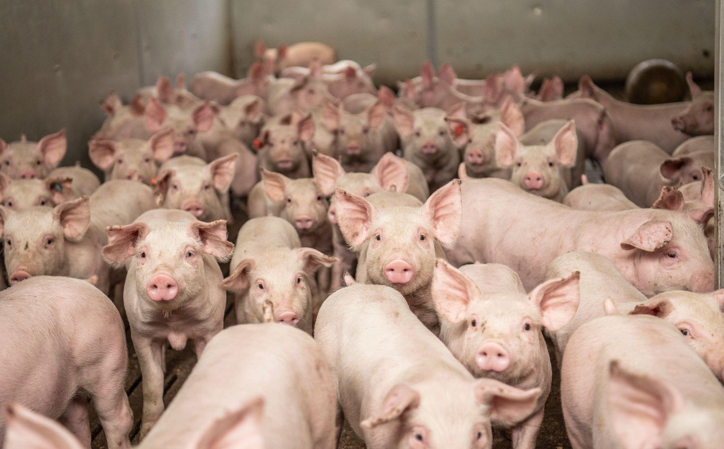 UK Factory Farming Is Booming - When Will We Stop Romanticizing Our 'Animal  Welfare'?