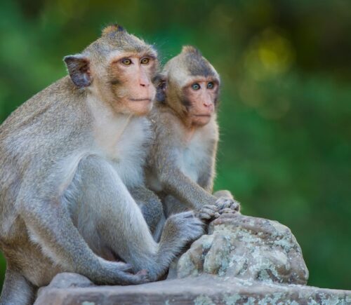 Two monkeys sitting on a tree stump