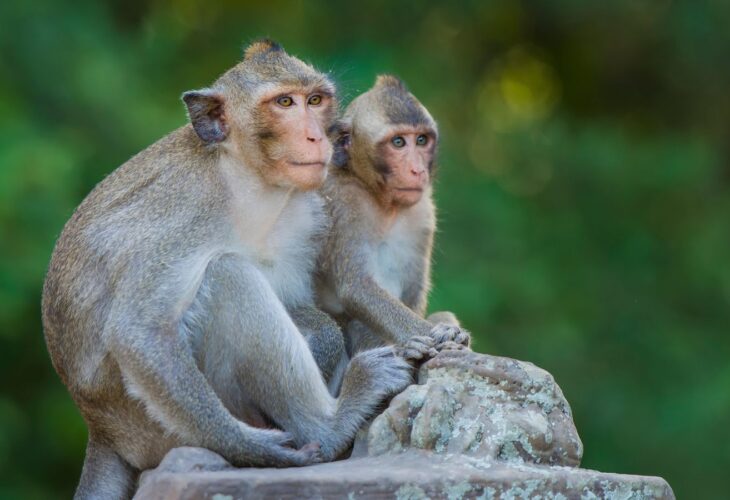 Two monkeys sitting on a tree stump