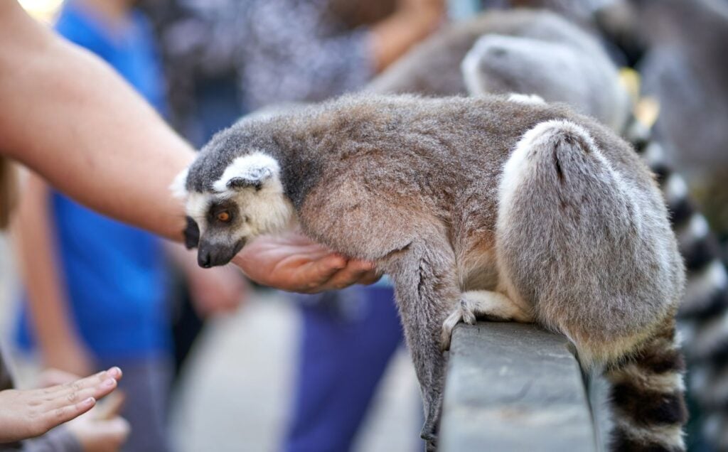 A lemur being held by someone at a zoo