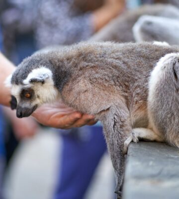 A lemur being held by someone at a zoo
