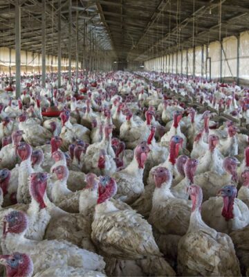 Turkeys crowded in a factory farm