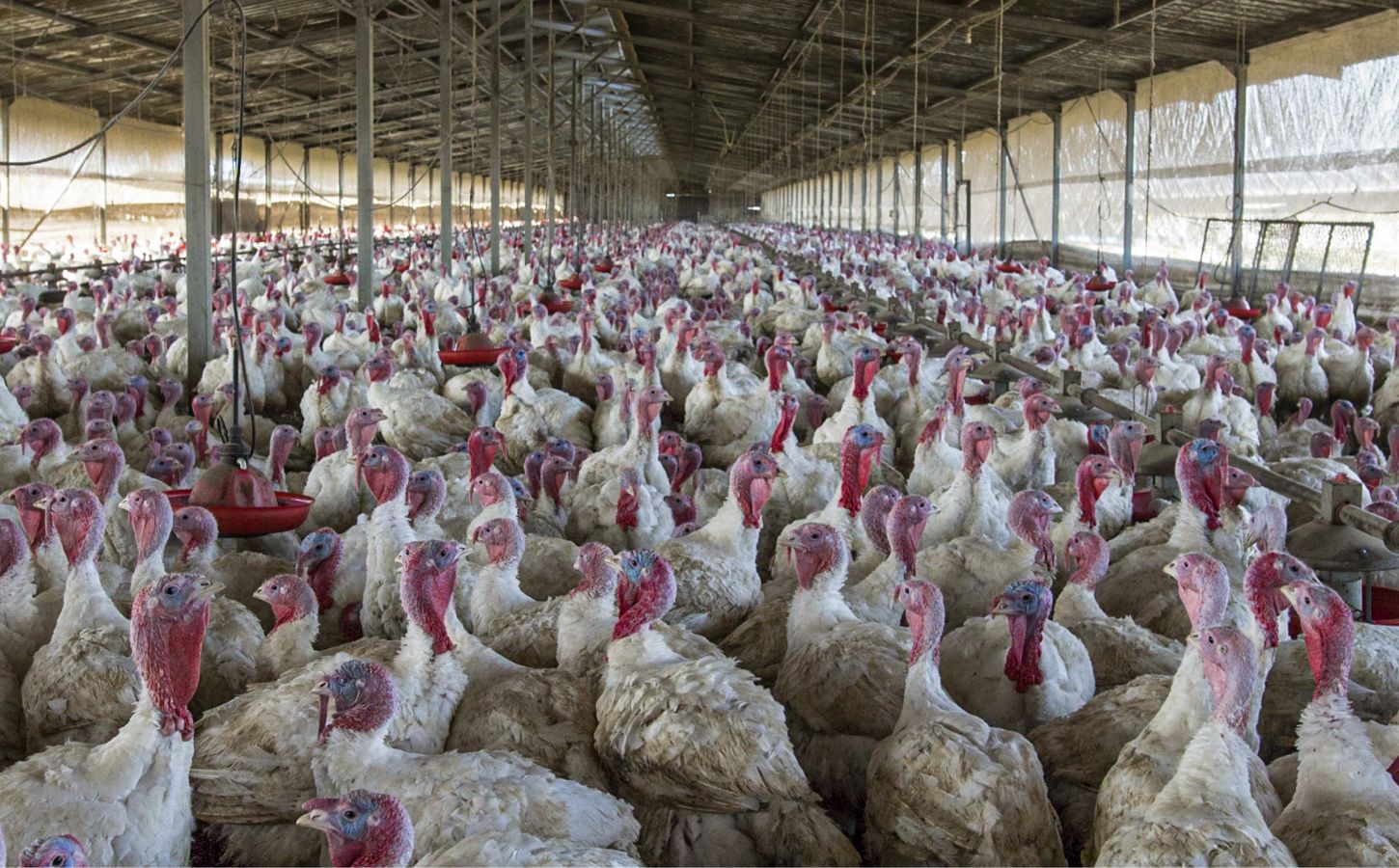 Turkeys crowded in a factory farm