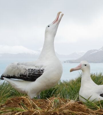 Pair of wandering albatrosses on the nest, socializing, with snowy mountains and light blue ocean in the background
