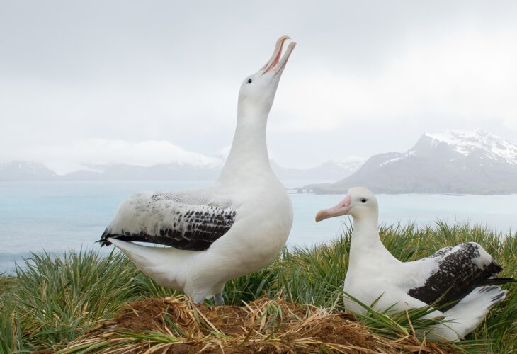 Pair of wandering albatrosses on the nest, socializing, with snowy mountains and light blue ocean in the background