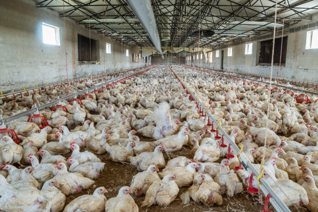 Chickens in a factory farm