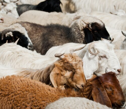 Herd of sheep and kashmir (pashmina) goats from Indian highland