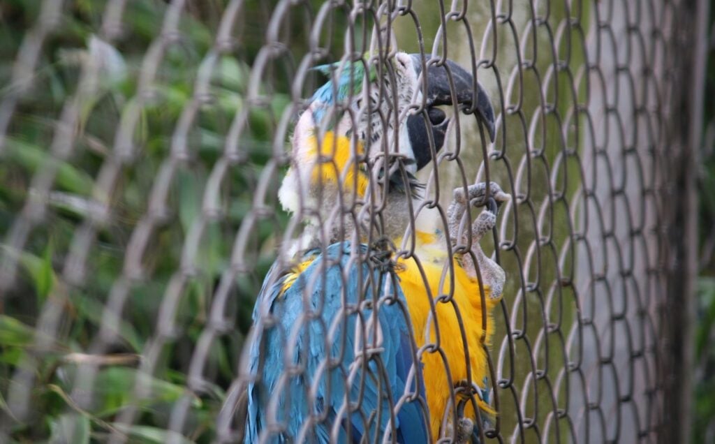 A macaw in a zoo clutching at the wire fence