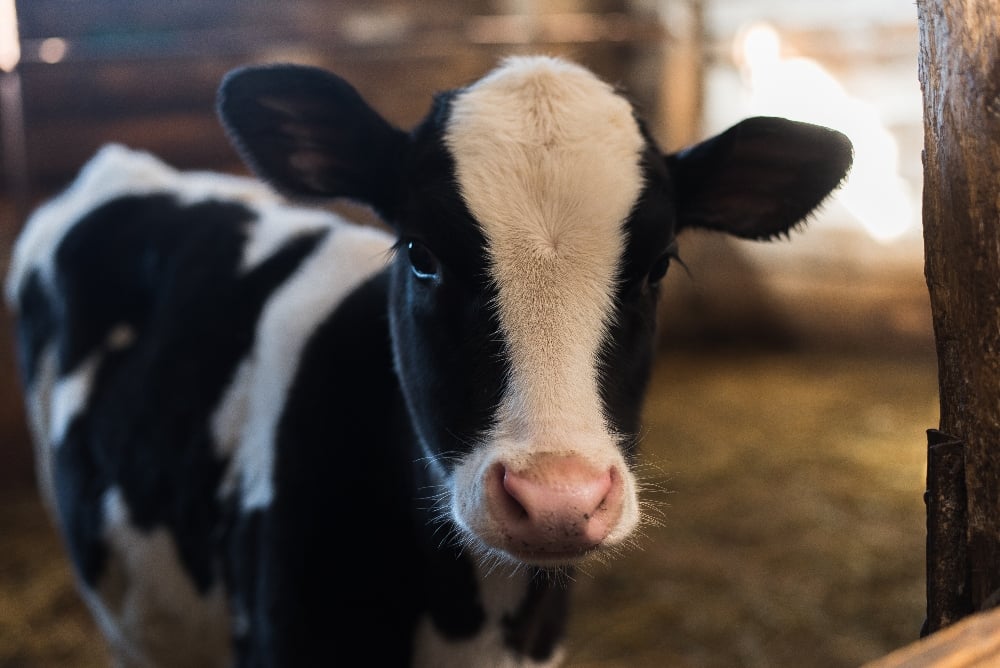 A young calf on a dairy cow farm