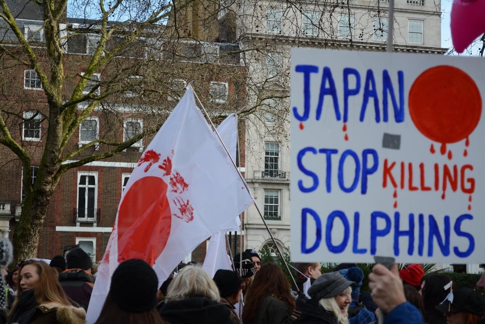 A bloody Japanese flag beside a sign that reads JAPAN STOP KILLING DOLPHINS