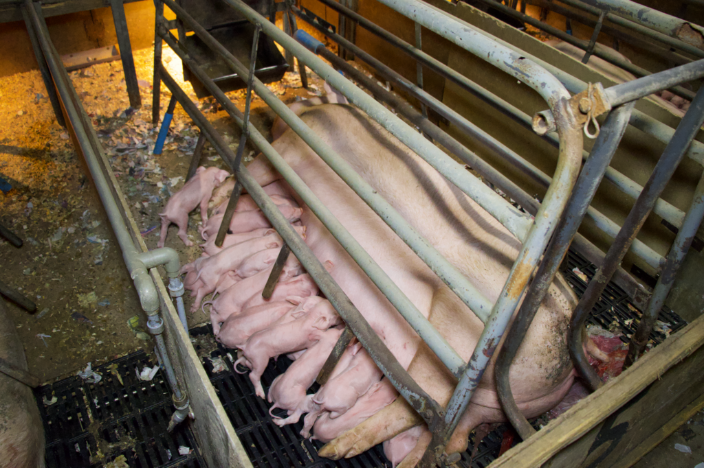 A nursing mother pig in a factory farm farrowing crate