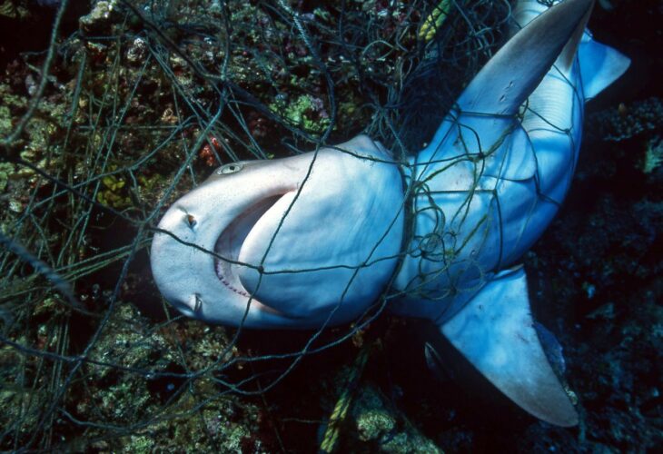 a shark caught in a fishing net in the ocean