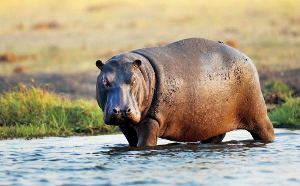 A hippo in some water