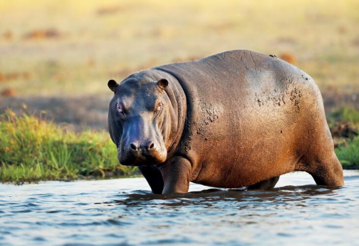 A hippo in some water