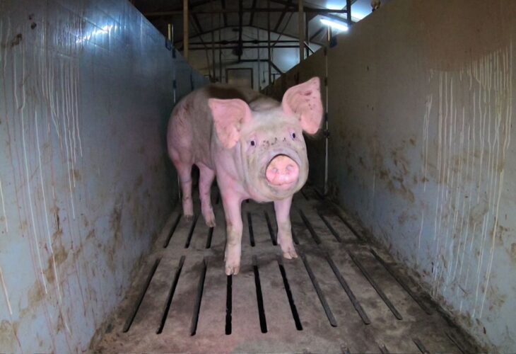 A pig in a factory farm in the UK