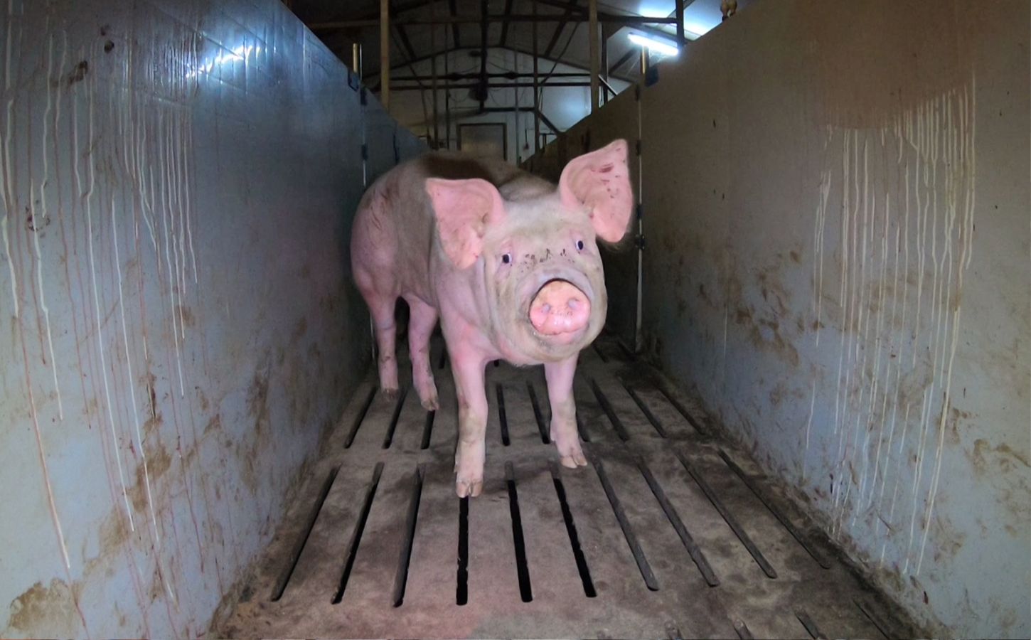 New To Netflix: 'Hogwood' Documentary Exposes Animal Abuse On UK Pig Farms