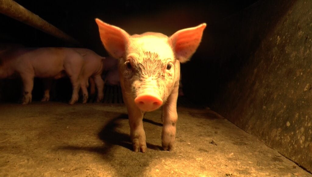 A pig in a UK factory farm