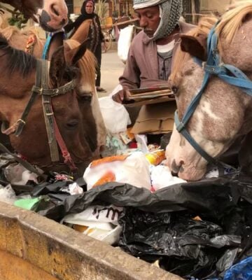 Carriage horses eating out of a trash bin in Giza, Egypt