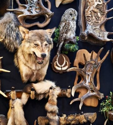 Hunted dead animal heads and antlers hung on a wall