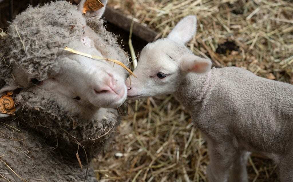 A lamb nuzzles a mother sheep