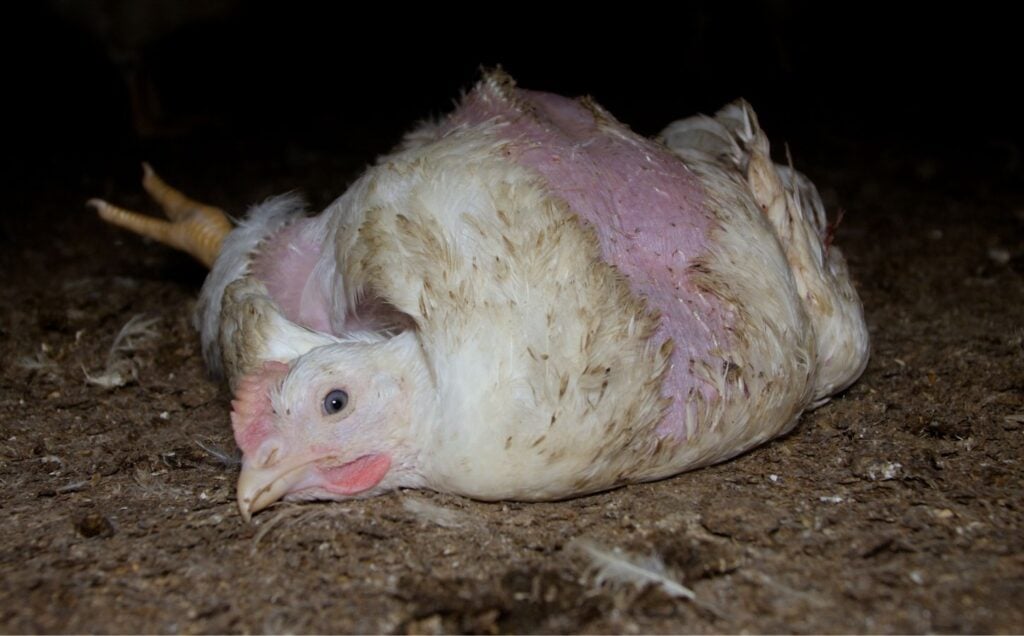 An injured chicken on a factory farm
