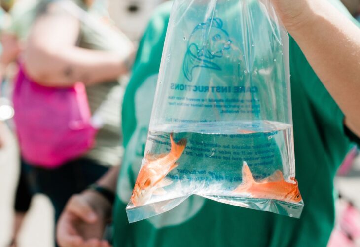 person holding a plastic bag with two goldfish inside