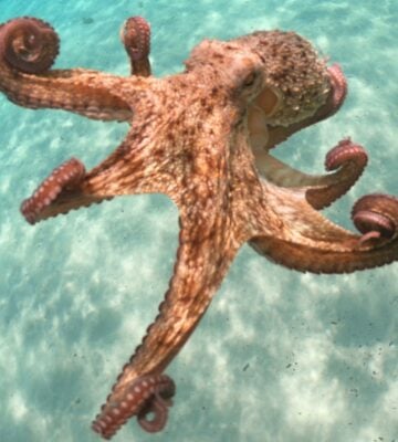 Underwater photo of Octopus swimming