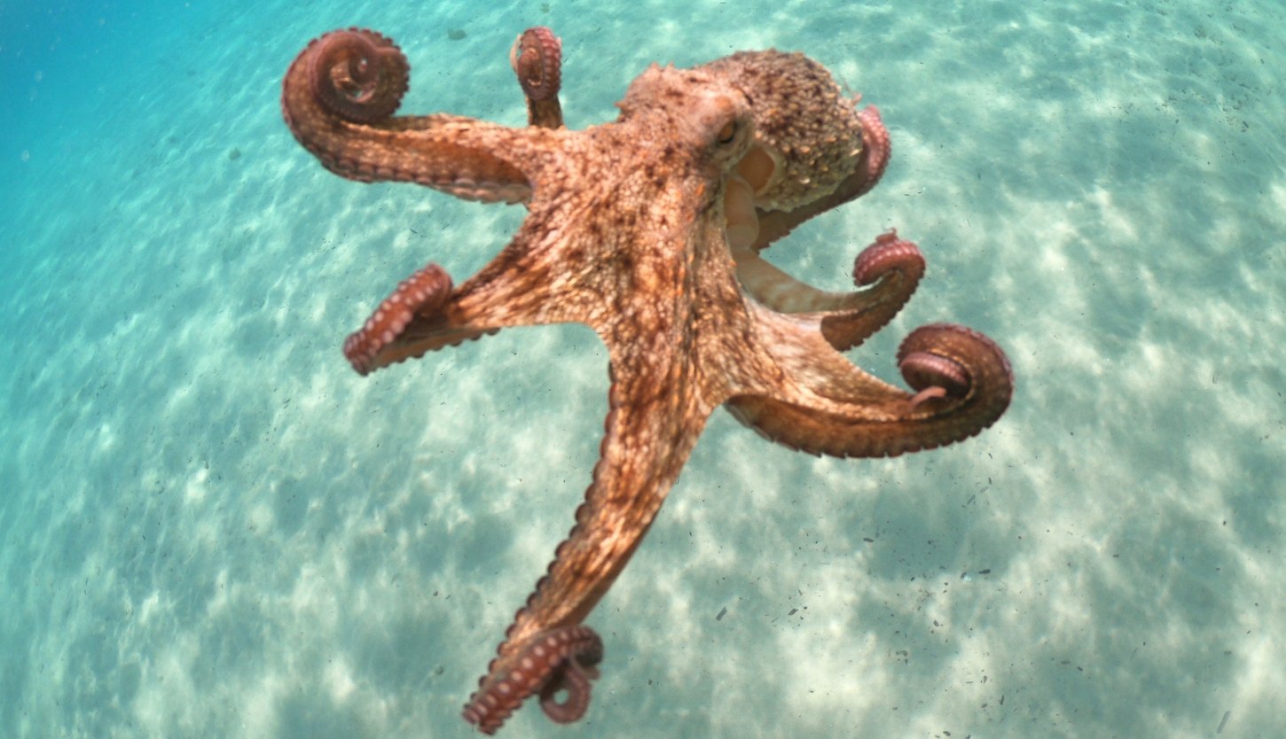 Underwater photo of Octopus swimming