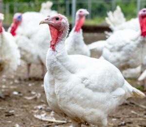 Flock of white turkeys at a meat farm