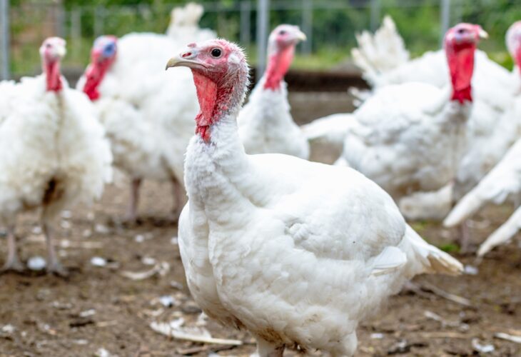 Flock of white turkeys at a meat farm