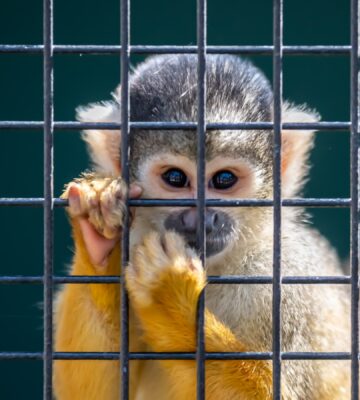 caged squirrel monkey in a zoo
