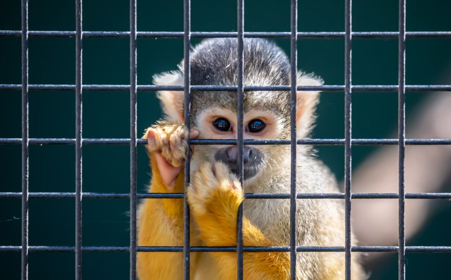 caged squirrel monkey in a zoo