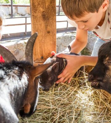 Children petting goats