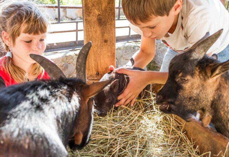 This New Petition Is Urging Schools To Stop Keeping Farm Animals This New Petition Is Urging Schools To Stop Keeping Farm Animals