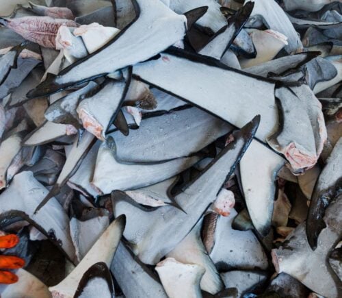 A collection of shark fins