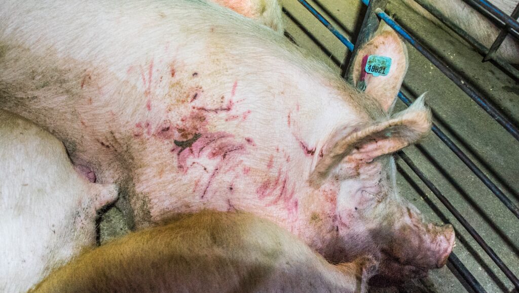 An injured pig in a factory farm