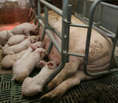 Pig with her piglets in a farrowing crate