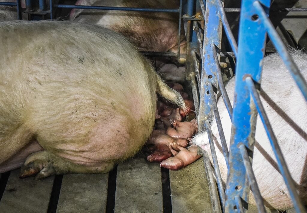 Dead piglets in a factory farm