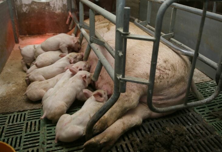 Pig with her piglets in a farrowing crate