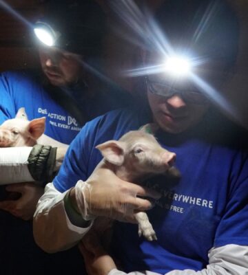 Two activists wearing torches on their heads holding pigs rescued from a factory farm