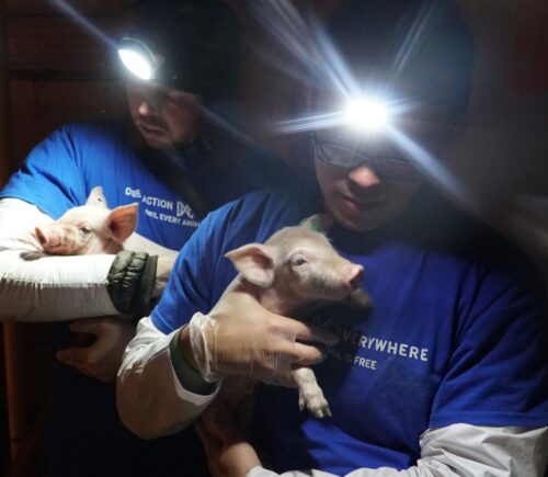 Two activists wearing torches on their heads holding pigs rescued from a factory farm