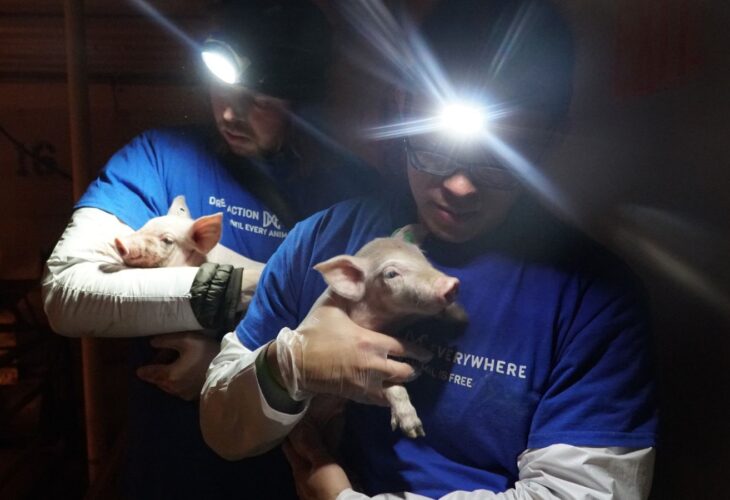 Two activists wearing torches on their heads holding pigs rescued from a factory farm