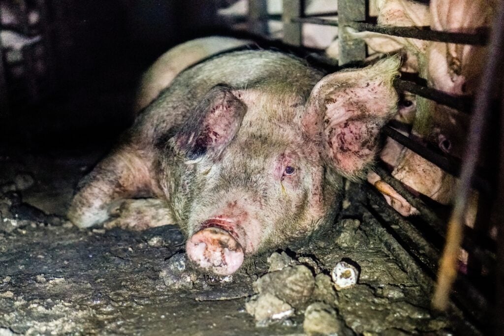 A pig in horrific conditions in a factory farm