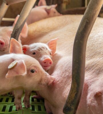 piglets feed from their mother in a gestation crate