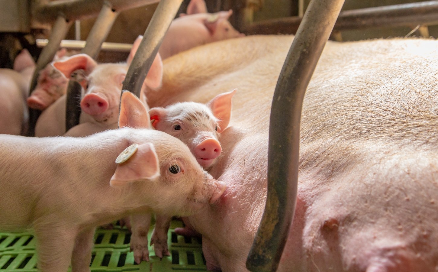 piglets feed from their mother in a gestation crate